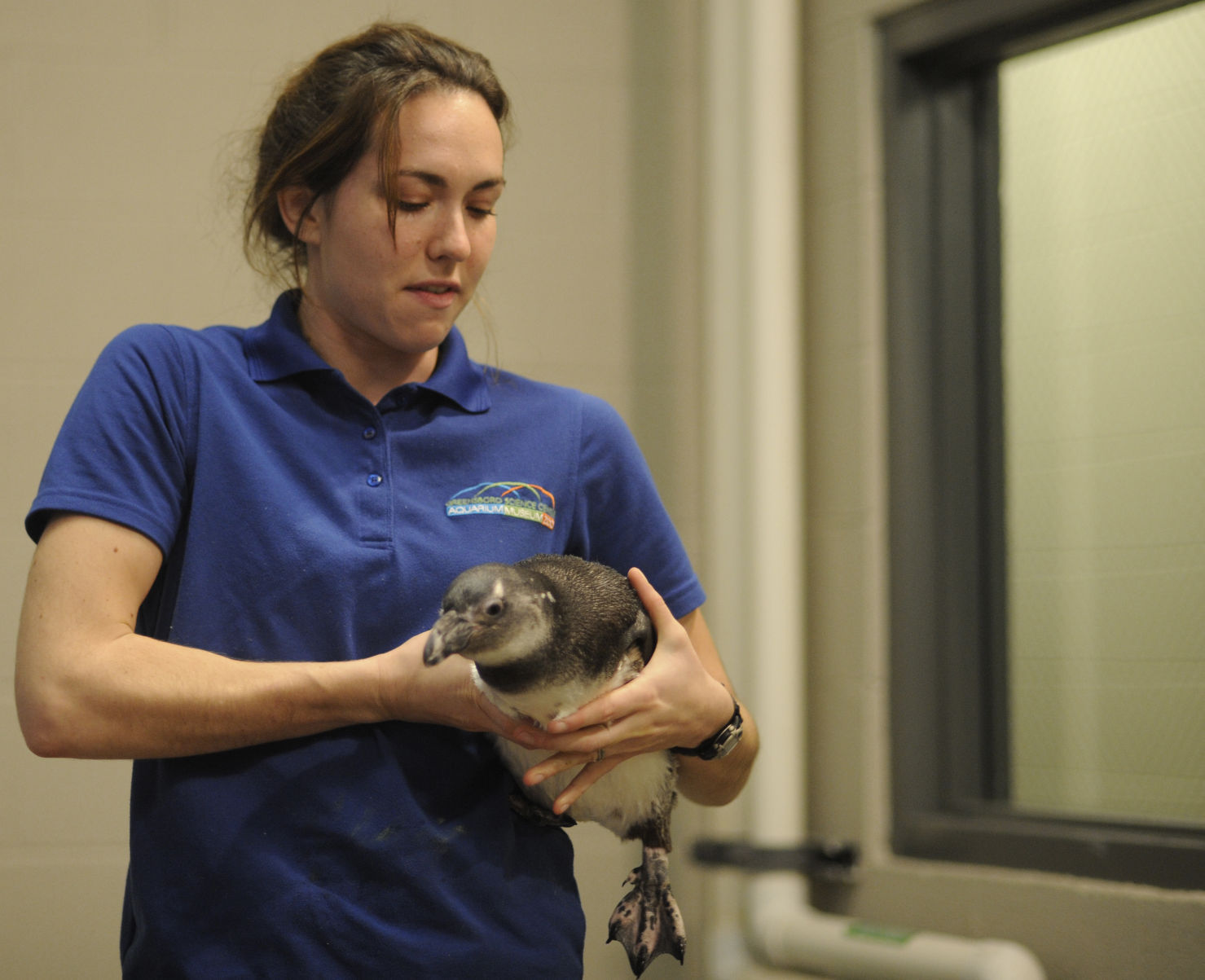 penguin_gso_encounter011.JPG